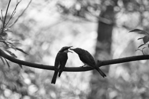 A monochrome photograph of two large woodshrikes perched on a horizontal branch span across the frame. The juvenile bird on the left is opening its mouth really big waiting for the spider fed by the bird on the right. The spider’s legs are clear and visible in the photo.
