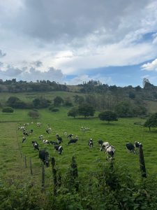A herd of cows grazing in a green field with trees and hills.