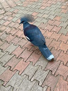 A Victoria crowned pigeon is photographed from a rear angle, highlighting its impressive crest, long tail, and deep blue plumage. The unique perspective showcases the bird's elegant form. Captured in Kuala Lumpur Bird Park, Malaysia.