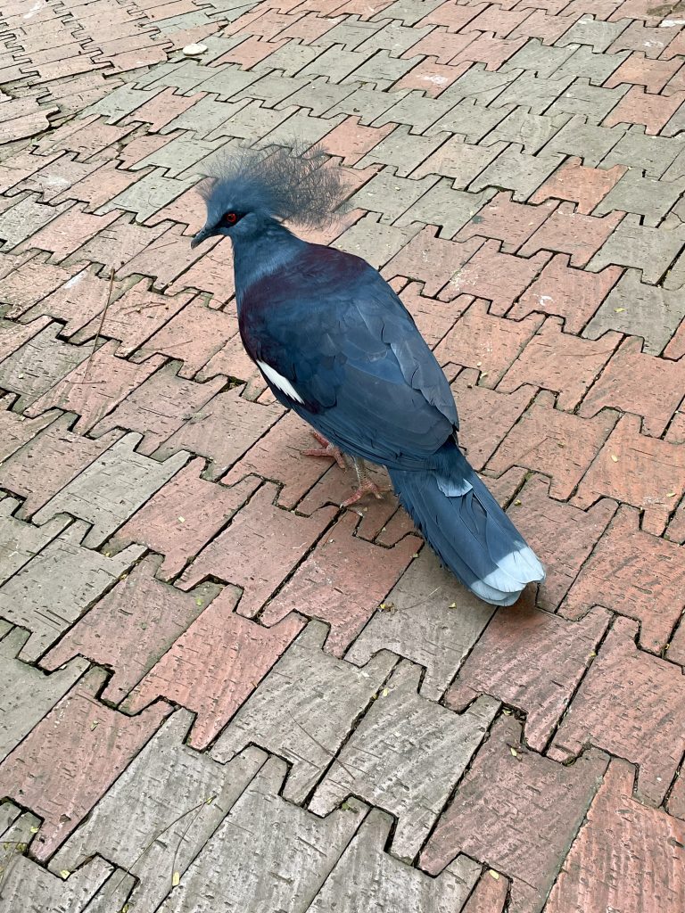 A Victoria crowned pigeon is photographed from a rear angle, highlighting its impressive crest, long tail, and deep blue plumage. The unique perspective showcases the bird's elegant form. Captured in Kuala Lumpur Bird Park, Malaysia.