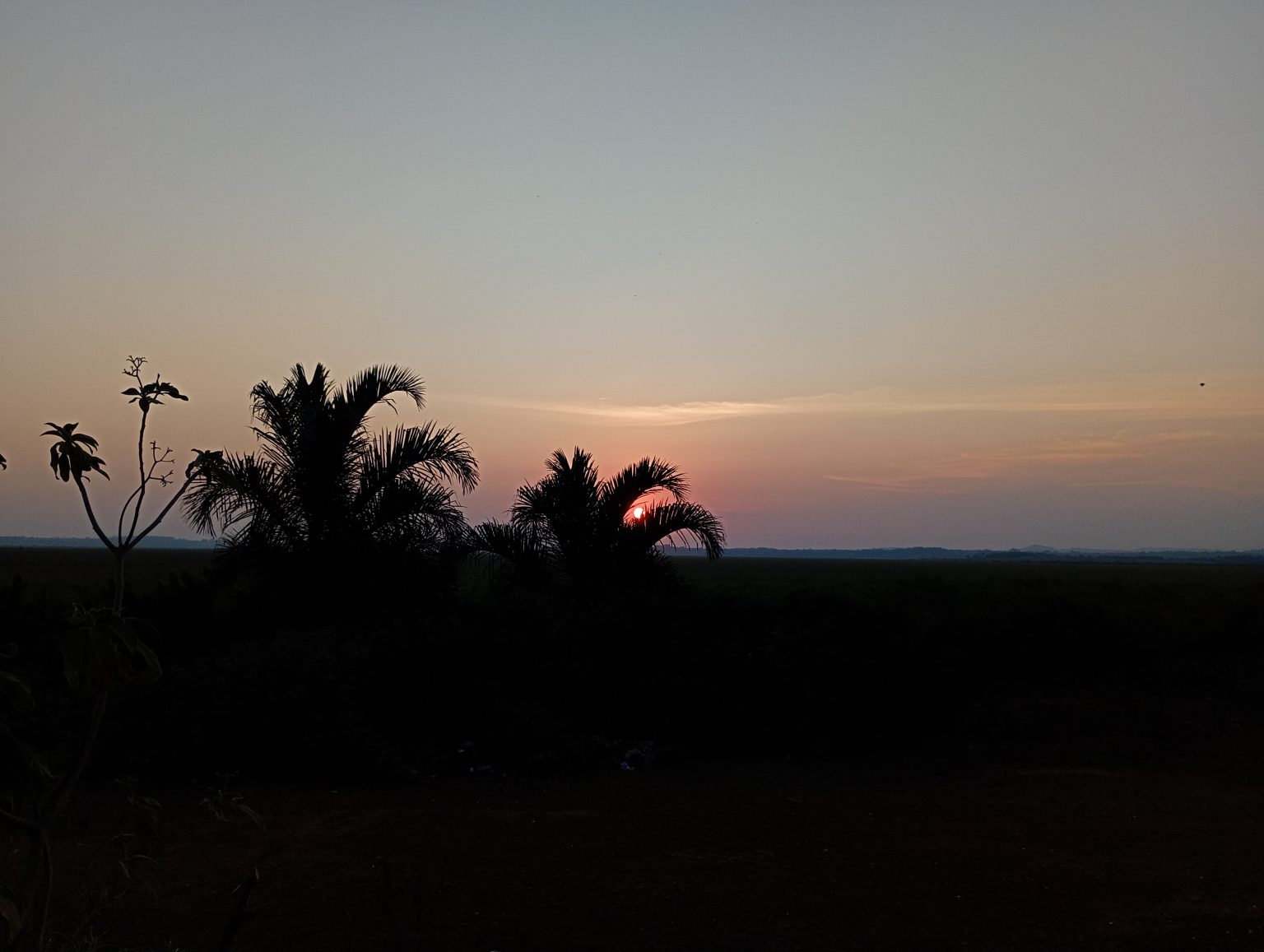 Palm silhouettes and wetland vegetation against a golden sunset over Lake Victoria, Uganda.