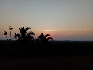 Palm silhouettes and wetland vegetation against a golden sunset over Lake Victoria, Uganda.