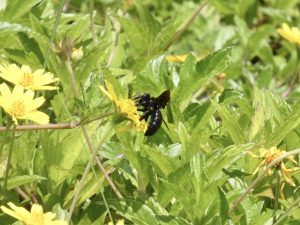 A tiny worker collecting nectar, one drop and one hive at a time.