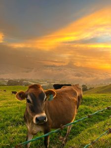A close-up view of a brown cow standing in a lush green field, with a barbed wire fence in the foreground