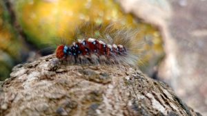 A colorful furry caterpillar with blue spots resting on textured wood.
