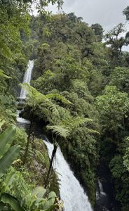 A waterfall surrounded by lush green rainforest vegetation.
