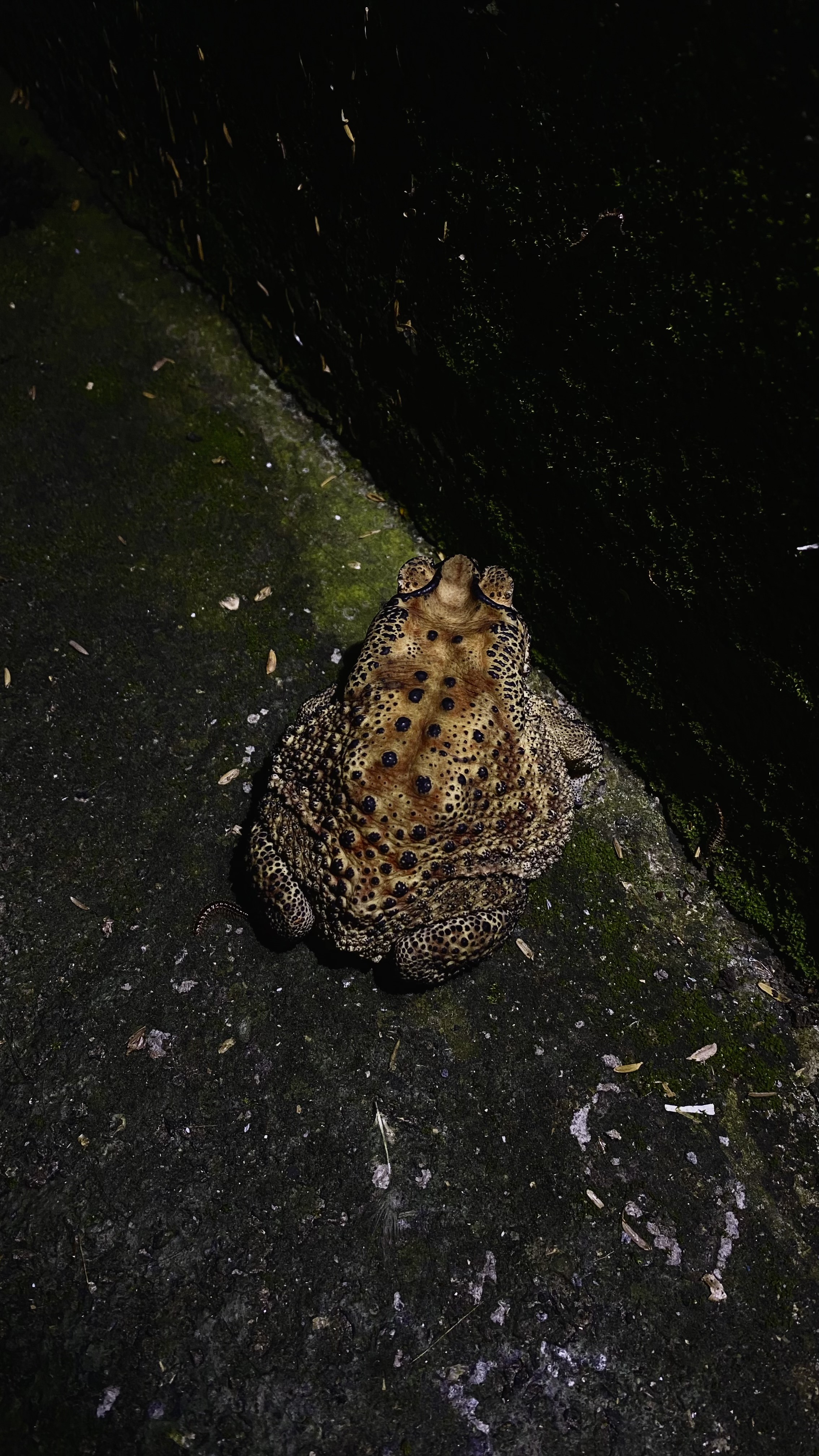 A spotted toad resting on a mossy path at night.