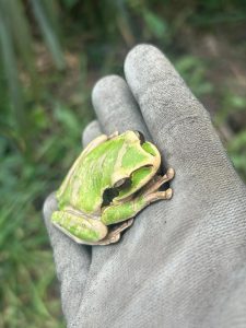 
A small bright green frog resting on a gloved hand with blurred greenery in the background.
