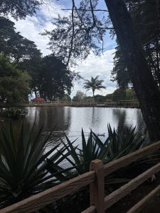 A tranquil scene by a pond is captured, framed by tall trees and lush greenery. The water reflects the sky, which shows a mixture of white clouds and blue. In the foreground, there are large spiky plants with green leaves. A rustic wooden fence runs along the edge of the pond.