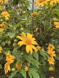Bright yellow tree marigold flowers in full bloom on a tall shrub with lobed green leaves.