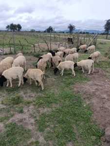 A herd of sheep is grazing in a grassy area. Most of the sheep are cream-colored, with a few having black faces. 
