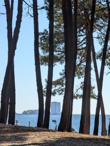 Tall pine tree trunks silhouetted against blue ocean water, with a distant coastal high-rise building visible on the horizon under a clear sky.