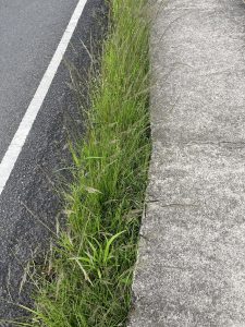 
Grass growing beside a sidewalk and an asphalt road.