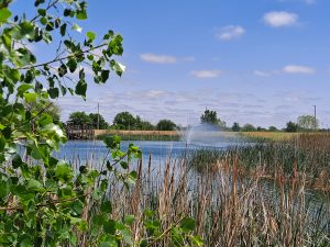 Pond at Ole Fishin’ Hole in Weatherford, Oklahoma, surrounded by reeds and trees, with a fountain under a blue sky.
