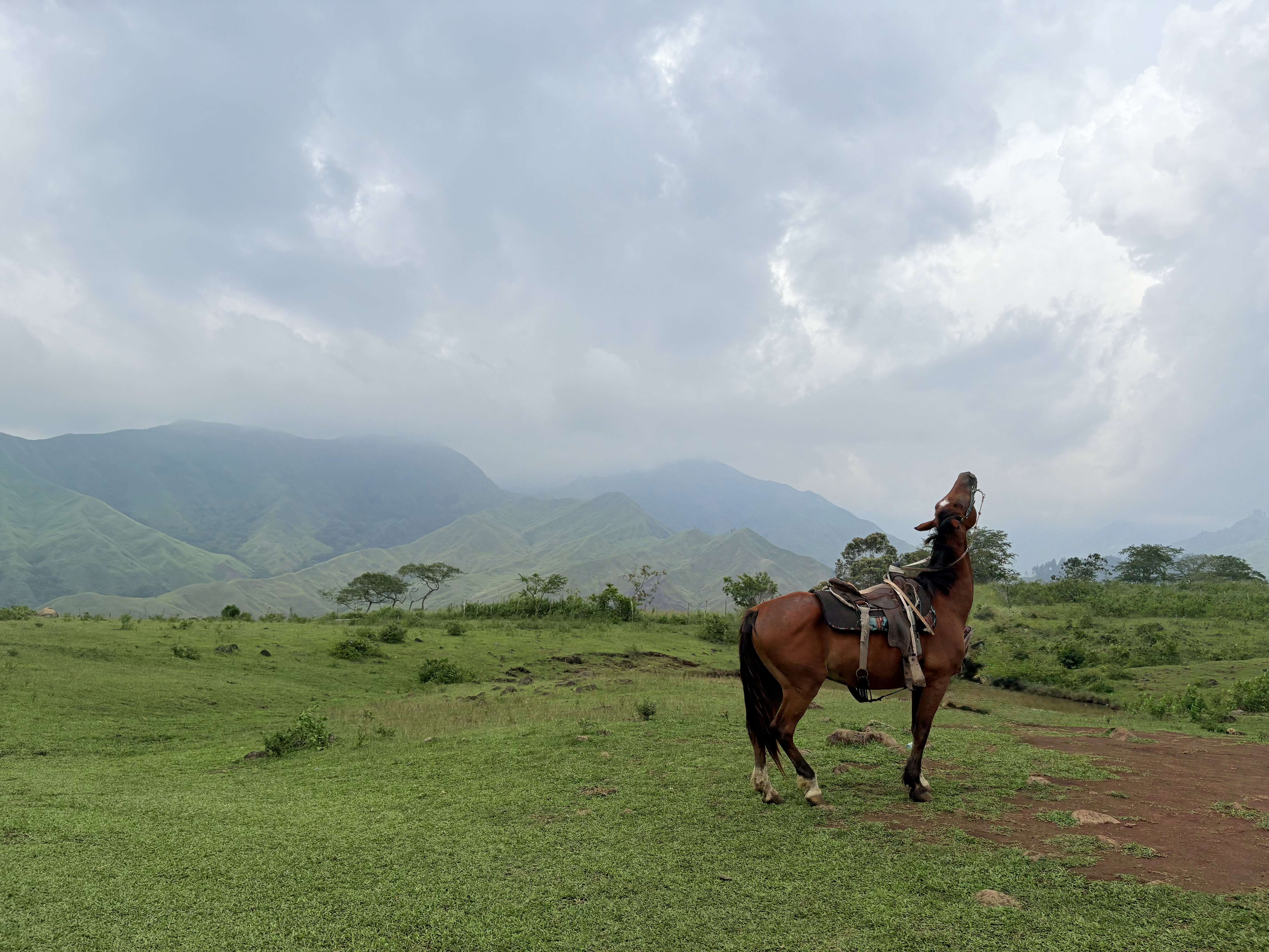 A brown horse raising its head upward with a mountain view on its background