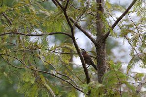 A Streak-breasted Scimitar-Babbler perches on a branch of a tree filled with delicate, fern-like leaves. It’s a mid-sized scimitar-babbler found in a range of different habitats, including forests, scrubland, and parks.
