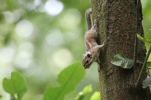 A Maritime Striped Squirrel clings to a tree trunk with head facing downwards and its limbs outstretched. The background is blurred with lush green foliage, creating a shallow depth of field that focuses attention on the animal.
