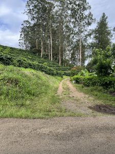 
A winding dirt path leads into a vibrant green landscape filled with lush coffee plants.