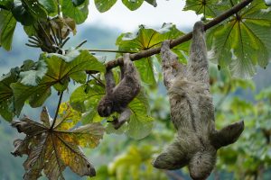 Two three-toed sloths hanging from a horizontal branch of a cecropia tree, one smaller and one larger, with green hills blurred in the background.