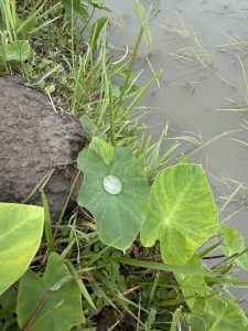 A close-up of a green plant leaf with a single water droplet resting on its surface.
