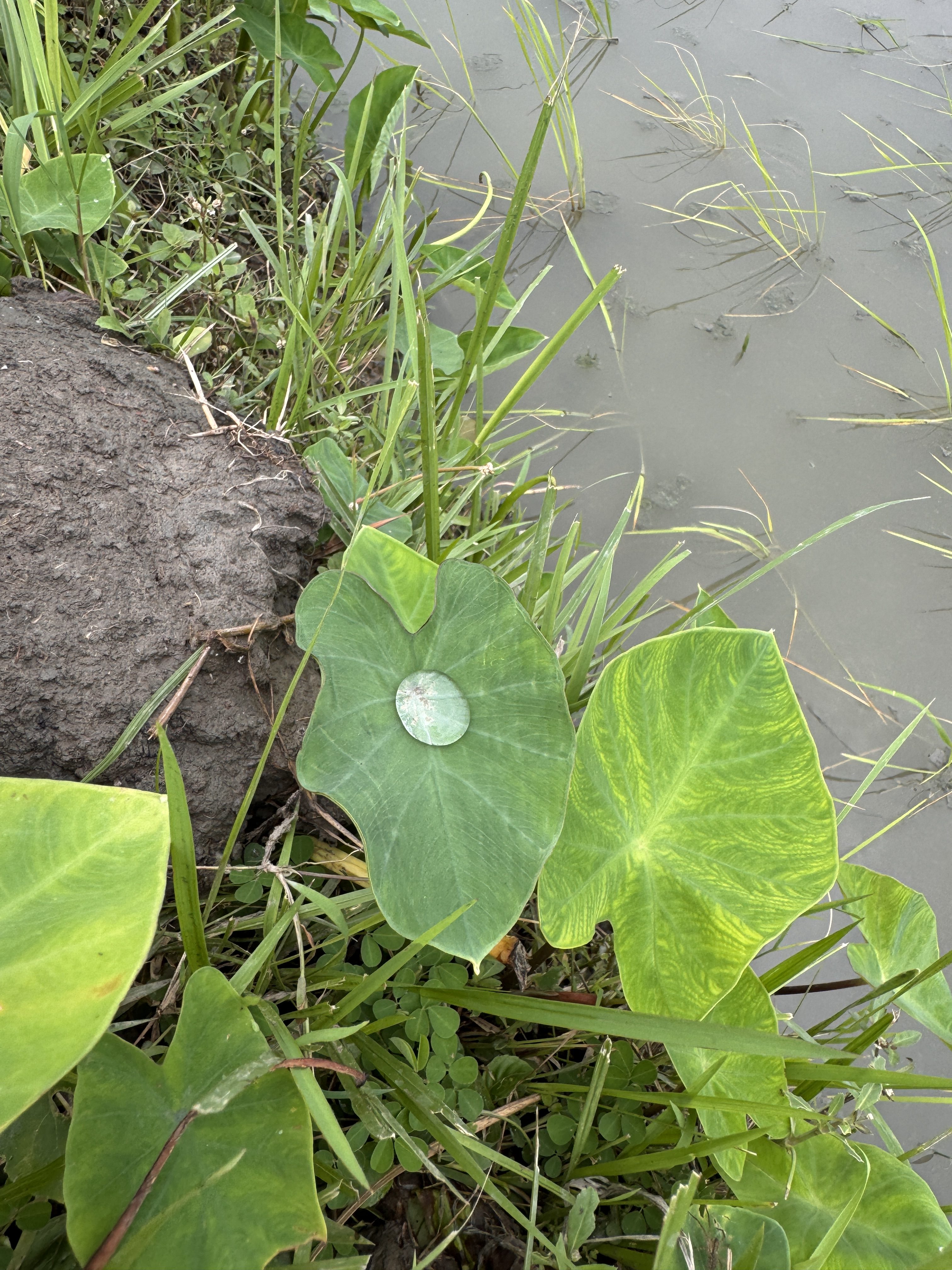 A close-up of a green plant leaf with a single water droplet resting on its surface.
