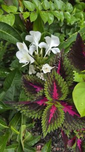 Vibrant tropical plants take center stage, with large leaves in deep purple and bright pink creating striking contrast. Delicate white flowers peek through the foliage
