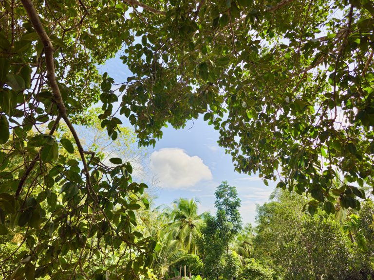 A lush green tree canopy forms a natural frame around a bright blue sky and a soft white cloud. Coconut palms and other tropical trees fill the background, creating a peaceful view of Kerala’s greenery. Captured in Perumanna, Kozhikode, Kerala.