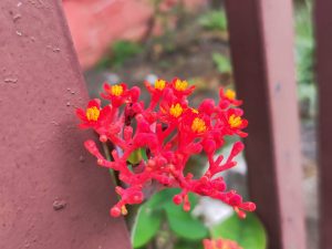 A close-up view of vibrant red flowers, each with small yellow centers, protruding from thin, branching stems.
