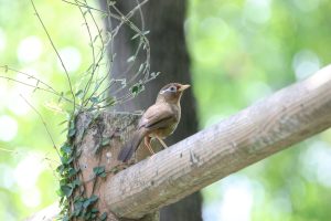 A brown bird stands on a wooden fence against a soft blurred forest background.