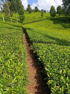 Narrow walking path cutting across tea plantation on a sunny day 
