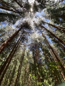 A view of tall pine trees from below, with sunlight shining through the green canopy against a blue sky.