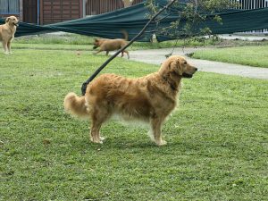 Dog looking to the right.