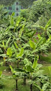 Banana plantation with rows of lush green banana plants growing across a grassy area, surrounded by dense tropical vegetation and trees.
