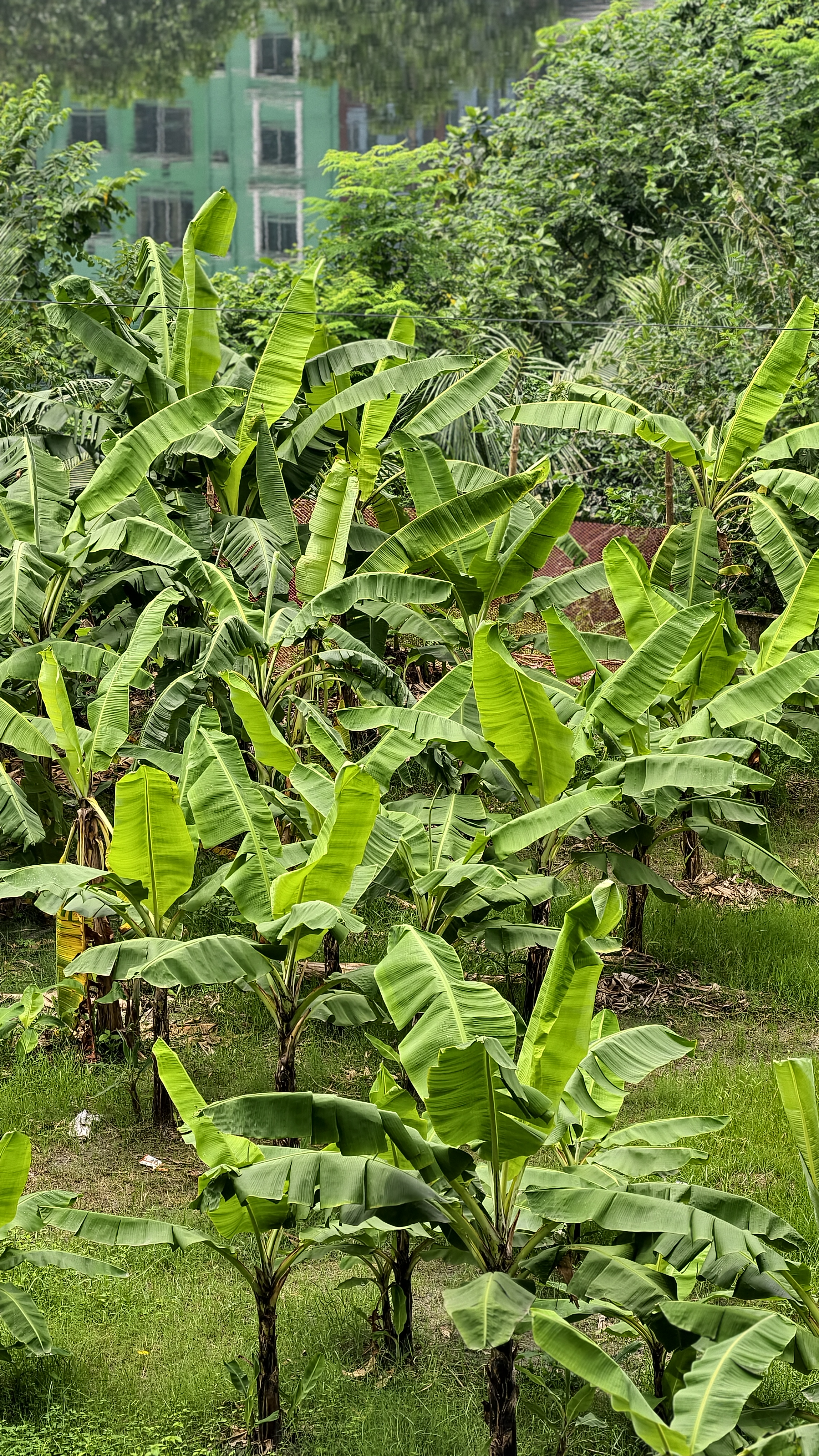 Banana plantation with rows of lush green banana plants growing across a grassy area, surrounded by dense tropical vegetation and trees.
