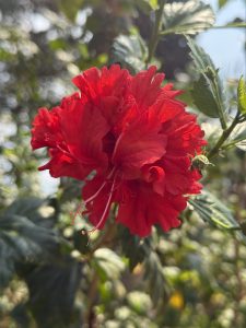 A red petaled flower against a beautifully blurred background
