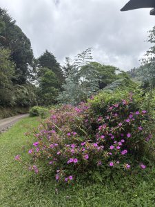 A cluster of bright purple flowers blooms along the grassy edge of a dirt road. In the background, tall green trees line the path under an overcast sky.
