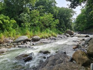 A clear mountain river flowing over smooth volcanic rocks, surrounded by dense tropical forest and lush green vegetation under soft natural daylight