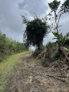 A winding dirt path curves through a lush landscape, bordered by tall, grassy plants on either side.