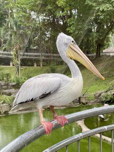 A great white pelican stands calmly on a railing, showing its elegant side profile and beautifully textured feathers against a green pond and lush surroundings. Captured in Kuala Lumpur Bird Park, Malaysia.
