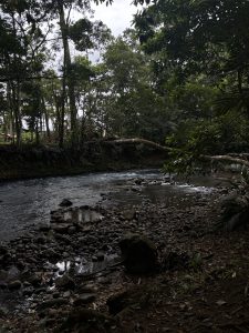 
A peaceful river flowing through a forest with rocky banks under a cloudy sky.