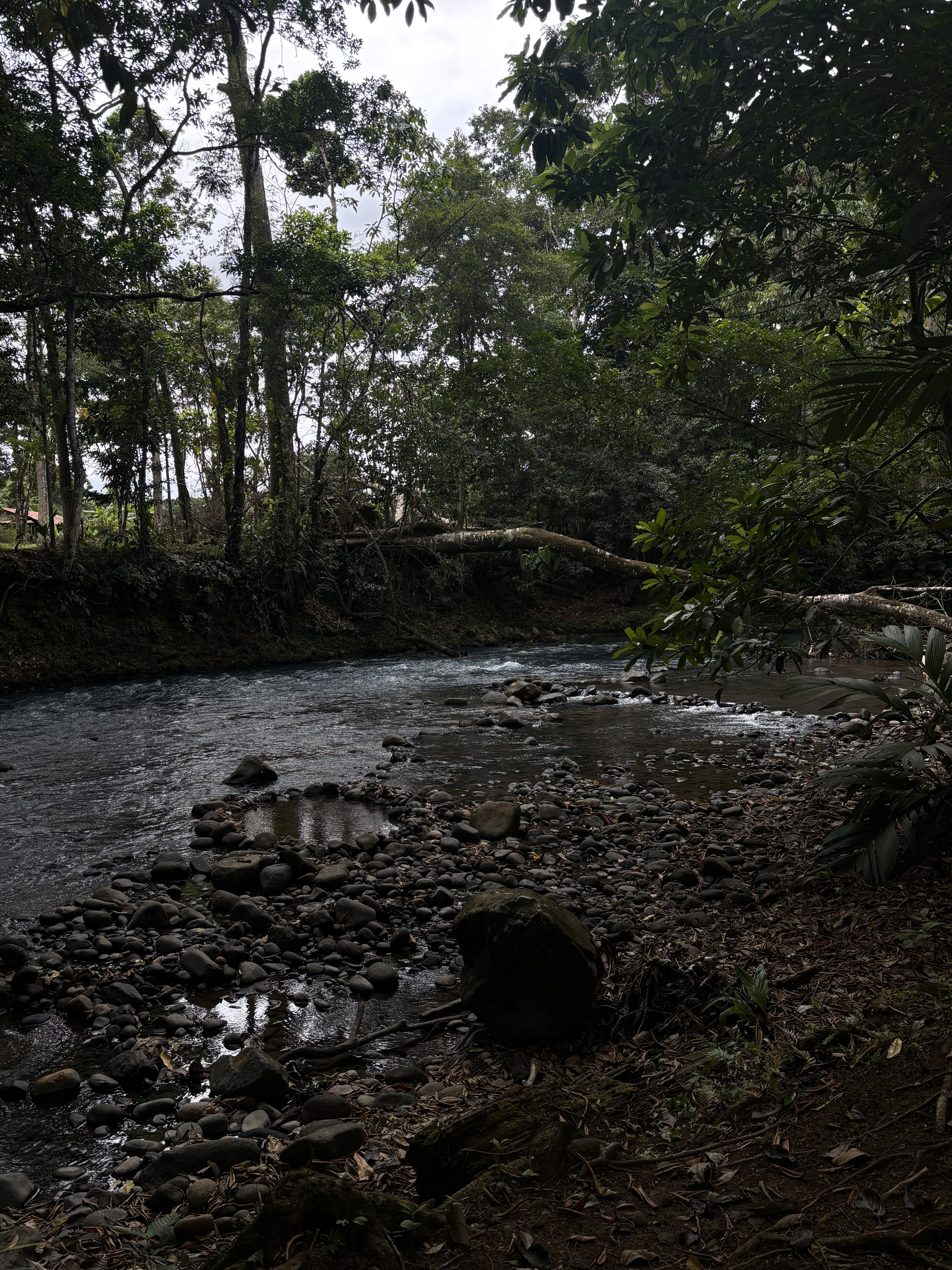 A peaceful river flowing through a forest with rocky banks under a cloudy sky.