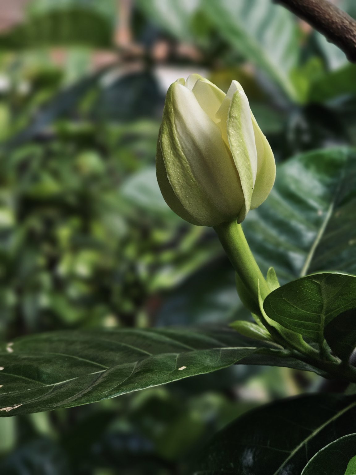 A pale white flower bud (white gardenia) rises above dark green leaves, with its layered petals beginning to open. The soft, blurred background keeps attention on the delicate bud and its fresh green stem. Captured in Perumanna, Kozhikode, Kerala.