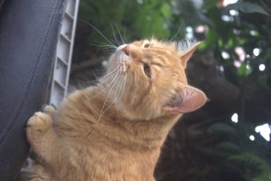 A light orange cat with white markings on its coat is resting on its front paws near the edge of a roof. A softly blurred background of green foliage highlights the cat and its fur.