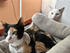 Close-up of a calico cat wearing a pink collar in the foreground, with a white cat peeking over a couch cushion behind her.