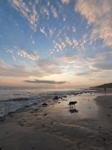 A person walking a small dog along the beach at sunset, with orange and golden light reflecting on the ocean.
