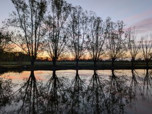 Set of leafless trees reflecting in lake during the sunset