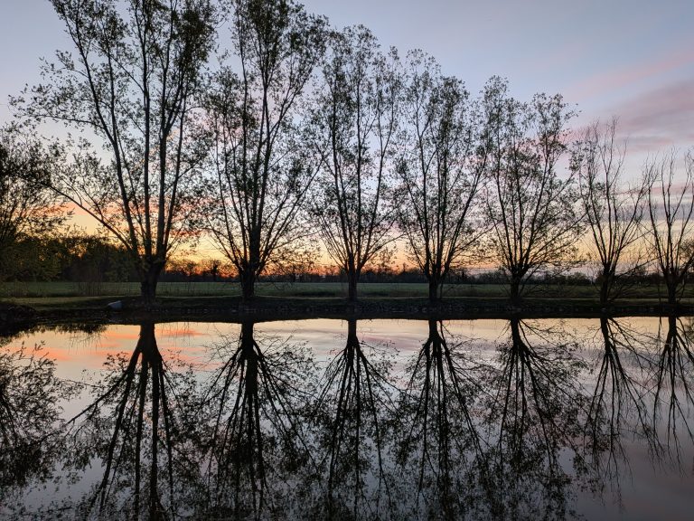 Set of leafless trees reflecting in lake during the sunset