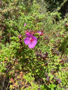A purple flower with yellow stamens blooming on a low shrub with reddish buds, in bright sunlight.