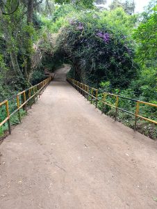 
A narrow forest path with yellow railings winds through lush greenery and purple flowers.