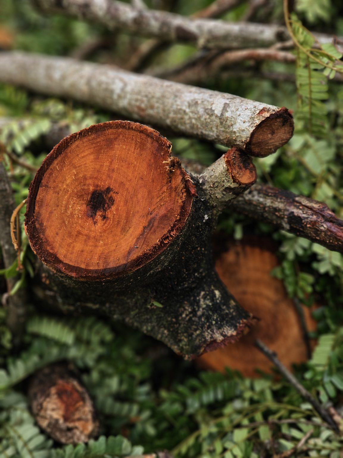 Freshly cut branch ends showing orange wood, lying among green ferns.